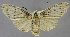  (Amerila shimbaensis - USNM ENT 01374373)  @11 [ ] Unspecified (default): All Rights Reserved  Unspecified Unspecified