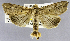  (Mythimna convecta - USNM ENT 01374381)  @11 [ ] Unspecified (default): All Rights Reserved  Unspecified Unspecified