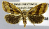  (Naranga - USNM ENT 01374398)  @11 [ ] Unspecified (default): All Rights Reserved  Unspecified Unspecified