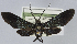  (Macrocneme ferrea - USNM ENT 01374422)  @11 [ ] Unspecified (default): All Rights Reserved  Unspecified Unspecified