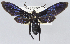  (Macrocneme durcata - USNM ENT 01374423)  @11 [ ] Unspecified (default): All Rights Reserved  Unspecified Unspecified
