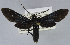  (Macrocneme bodoquero - USNM ENT 01374428)  @11 [ ] Unspecified (default): All Rights Reserved  Unspecified Unspecified