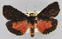  (Caribarctia cardinalis - USNM ENT 01374443)  @11 [ ] Unspecified (default): All Rights Reserved  Unspecified Unspecified