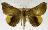  (Rougeotiana - USNM ENT 01374698)  @11 [ ] Unspecified (default): All Rights Reserved  Unspecified Unspecified