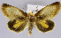  (Gonodonta primulina - USNM ENT 01374726)  @11 [ ] Unspecified (default): All Rights Reserved  Unspecified Unspecified