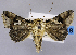  (Thysanoplusia sestertia - USNM ENT 01374746)  @11 [ ] Unspecified (default): All Rights Reserved  Unspecified Unspecified