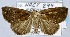  (Hypena sp. ADD0863 - USNM ENT 00931978)  @13 [ ] Unspecified (default): All Rights Reserved  Unspecified Unspecified