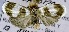  (Hemonia sp. ADF6213 - USNM ENT 00799316)  @14 [ ] Unspecified (default): All Rights Reserved  Unspecified Unspecified