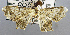  (Oxymacaria sp. ACK7739 - USNM ENT 00930270)  @11 [ ] Unspecified (default): All Rights Reserved  Unspecified Unspecified