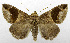  ( - USNM ENT 01067505)  @13 [ ] Unspecified (default): All Rights Reserved  Unspecified Unspecified