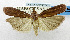  (Ernophthora iospila - USNM ENT 01067533)  @14 [ ] Unspecified (default): All Rights Reserved  Unspecified Unspecified