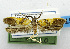  (Tisis argyrophaea - USNM ENT 01067687)  @14 [ ] Unspecified (default): All Rights Reserved  Unspecified Unspecified