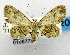  (Chloroclystis pitoi - USNM ENT 01067734)  @14 [ ] Unspecified (default): All Rights Reserved  Unspecified Unspecified