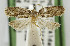  (Brachiolia - USNM ENT 01068579)  @14 [ ] Unspecified (default): All Rights Reserved  Unspecified Unspecified