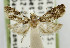  ( - USNM ENT 01068582)  @11 [ ] Unspecified (default): All Rights Reserved  Unspecified Unspecified