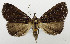  (Lophocoleus iridescens - USNM ENT 01068587)  @14 [ ] Unspecified (default): All Rights Reserved  Unspecified Unspecified