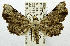  (Rhesala irregularis - USNM ENT 01069243)  @11 [ ] Unspecified (default): All Rights Reserved  Unspecified Unspecified