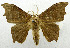  (Epicampoptera marantica - USNM ENT 01069254)  @13 [ ] Unspecified (default): All Rights Reserved  Unspecified Unspecified