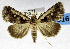  (Tephrialia - USNM ENT 01069301)  @14 [ ] Unspecified (default): All Rights Reserved  Unspecified Unspecified