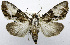  (Oedebasis - USNM ENT 01069303)  @15 [ ] Unspecified (default): All Rights Reserved  Unspecified Unspecified
