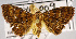 ( - USNM ENT 00796453)  @13 [ ] Unspecified (default): All Rights Reserved  Unspecified Unspecified
