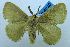 (Scotinocerides microsticta - USNM ENT 00194422a)  @14 [ ] Unspecified (default): All Rights Reserved  Unspecified Unspecified