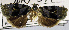  ( - USNM ENT 00930377)  @11 [ ] Unspecified (default): All Rights Reserved  Unspecified Unspecified