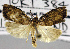  (Adoxophyes sp. ADS2883 - USNM ENT 01012404)  @11 [ ] Unspecified (default): All Rights Reserved  Unspecified Unspecified