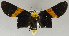  (Buzara chrysomela - USNM ENT 01012837)  @11 [ ] Unspecified (default): All Rights Reserved  Unspecified Unspecified