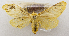  (Spilosoma costata - USNM ENT 00267964a)  @14 [ ] Unspecified (default): All Rights Reserved  Unspecified Unspecified