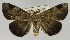  ( - USNM ENT 00796595a)  @11 [ ] Unspecified (default): All Rights Reserved  Unspecified Unspecified