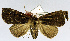  ( - USNM ENT 00930305a)  @11 [ ] Unspecified (default): All Rights Reserved  Unspecified Unspecified