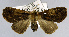  ( - USNM ENT 00930306a)  @11 [ ] Unspecified (default): All Rights Reserved  Unspecified Unspecified