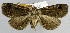  (Ophyx sp. ADX2851 - USNM ENT 01016370)  @11 [ ] Unspecified (default): All Rights Reserved  Unspecified Unspecified