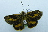  (Sabera sp. AAV2240 - USNM ENT 00501034)  @12 [ ] Unspecified (default): All Rights Reserved  Unspecified Unspecified