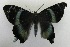  (Alcides nr. cydnus - USNM ENT 00511427)  @11 [ ] Unspecified (default): All Rights Reserved  Unspecified Unspecified