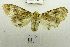  (Spilosoma sp. USNM2 - USNM ENT 00513071)  @13 [ ] Unspecified (default): All Rights Reserved  Unspecified Unspecified