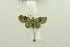  (Chloroclystis pugnax - USNM ENT 00514738)  @13 [ ] Unspecified (default): All Rights Reserved  Unspecified Unspecified