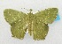  (Hemithea - USNM ENT 00660752)  @15 [ ] Unspecified (default): All Rights Reserved  Unspecified Unspecified