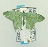 (Albinospila sp. AAJ3816 - USNM ENT 00667604)  @14 [ ] Unspecified (default): All Rights Reserved  Unspecified Unspecified