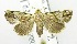  (ErebidaeGEN sp. ABX2242 - USNM ENT 00668425)  @13 [ ] Unspecified (default): All Rights Reserved  Unspecified Unspecified