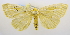  (Rhanidophora cinctigutta - USNM ENT 00678201a)  @14 [ ] Unspecified (default): All Rights Reserved  Unspecified Unspecified