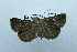  (Hypena sp. AAV2550 - USNM ENT 00697290)  @13 [ ] Unspecified (default): All Rights Reserved  Unspecified Unspecified