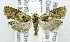  ( - USNM ENT 01067929)  @12 [ ] Unspecified (default): All Rights Reserved  Unspecified Unspecified