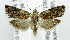  ( - USNM ENT 01067931)  @13 [ ] Unspecified (default): All Rights Reserved  Unspecified Unspecified