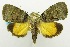  (Blenina ephesioides - USNM ENT 00706857)  @11 [ ] Unspecified (default): All Rights Reserved  Unspecified Unspecified