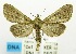  (Anigraea homochroa - USNM ENT 00706896)  @13 [ ] Unspecified (default): All Rights Reserved  Unspecified Unspecified