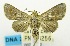  (Anigraea nr. deletoides - USNM ENT 00706900)  @11 [ ] Unspecified (default): All Rights Reserved  Unspecified Unspecified