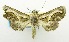  (Paectes psaliphora - USNM ENT 00706905)  @11 [ ] Unspecified (default): All Rights Reserved  Unspecified Unspecified