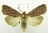  (Diarsia sp. ACB1088 - USNM ENT 00706909)  @15 [ ] Unspecified (default): All Rights Reserved  Unspecified Unspecified